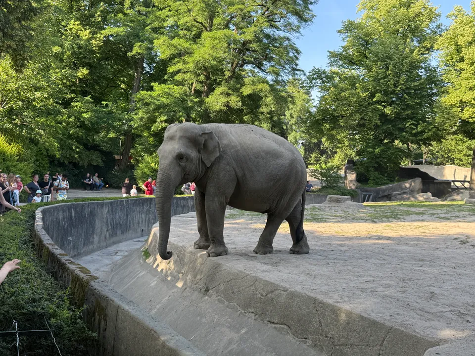 Asiatischer Elefant am Rand eines Betongrabens in seinem Gehege, im Hintergrund hohe Laubbäume und Besucher