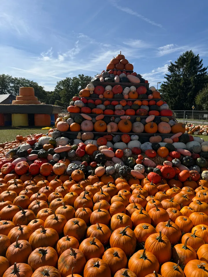 Hohe Pyramide aus bunten Kürbissen verschiedener Sorten, davor viele orange Kürbisse unter blauem Himmel