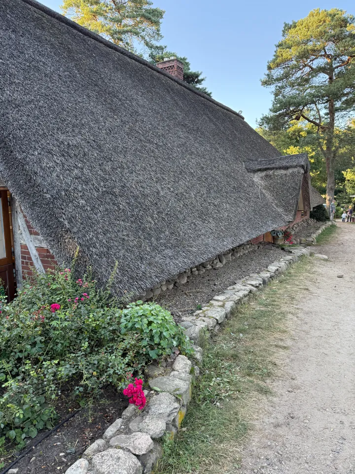 Tief heruntergezogenes Reetdach mit Feldsteineinfassung und pinkfarbenen Rosen neben einem Sandweg unter Kiefern