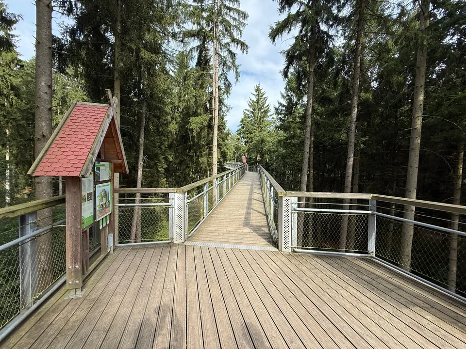 Erhöhter Holzsteg mit Metallgeländer zwischen hohen Fichten, links eine überdachte Infotafel auf einer Plattform